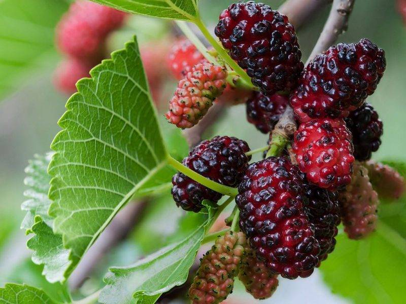 Шелковица купить саженцы из питомнике в Орле