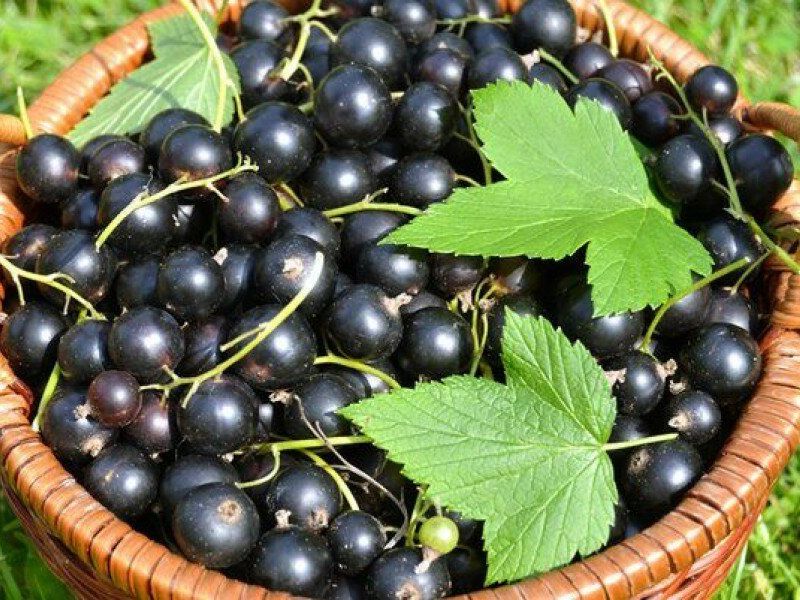 Смородина купить саженцы из питомника в Орле