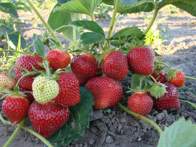 Клубника купить саженцы из питомника в Орле