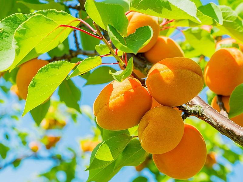 Абрикос купить саженцы из питомнике в Орле