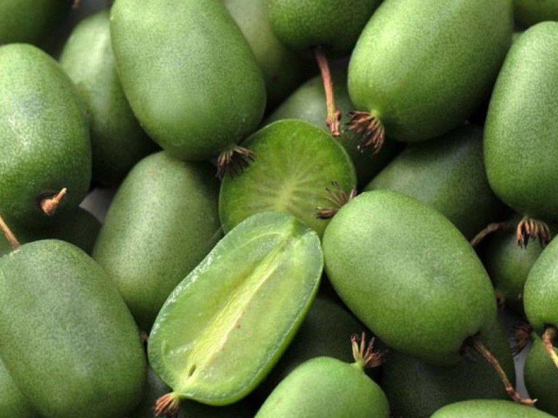 Актинидия купить саженцы из питомнике в Орле