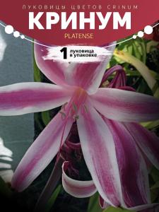 Crinum platense