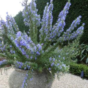 Розмарин Блю Лагун