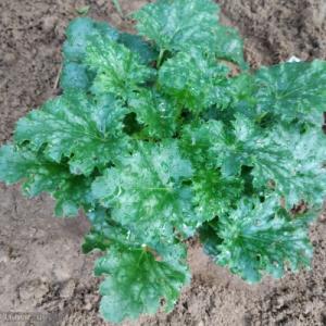 Гейхера Эппл Крисп
