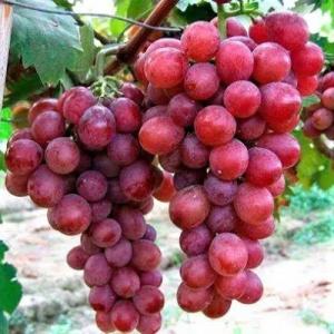 Виноград "ГАМЛЕТ"